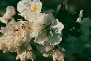 Spanish Cherry Blossom photo