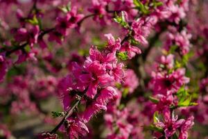 flor de durazno en españa foto