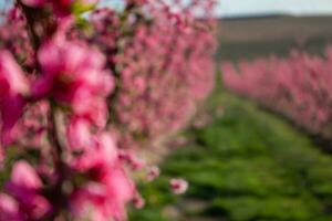 Peach Blossom in Spain photo