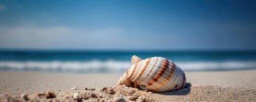 Sea shell on tropical sea and sandy beach blue sky background. photo