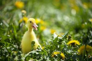 Fluffy duckling in yellow dandelions in the meadow. Summer background. photo