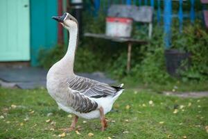 A beautiful domestic goose walks on the green grass. photo