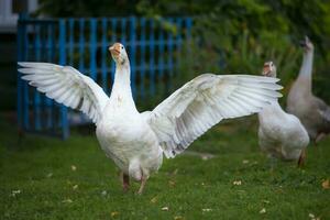 Domestic village goose flaps its wings. White goose. photo