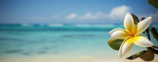 plumeria frangipani en tropical mar y playa azul cielo fondo, verano festivo tiempo. generativo ai foto