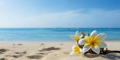 Plumeria Frangipani on tropical sea and beach blue sky background, Summer festive time. photo