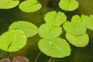 Close-up Beautiful many lotus leaves on pond photo