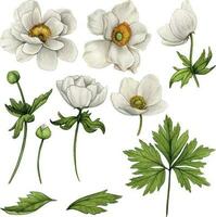 watercolor hand drawn anemone flowers vector