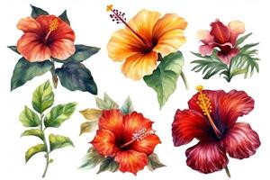 Set of differents flower hibiscus on white background watercolor tropical floral illustration. photo