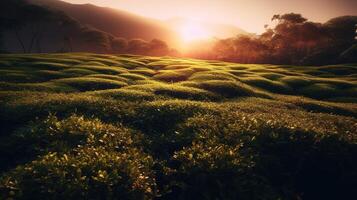 Beauty of Sunlit Tea Fields in a Serene and Tranquil Rural Landscape. photo