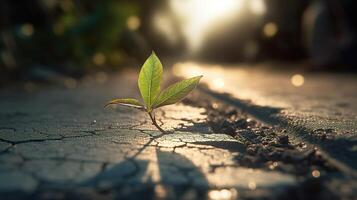 A Small Sapling Emerges Through Asphalt. photo