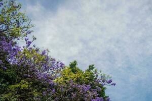 Purple jacaranda flowers on blue sky background with copy space photo