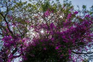 Bougainvillea flowers on the tree in the garden photo