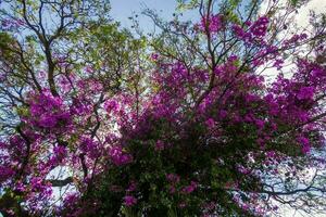 Bougainvillea flowers on the tree in the garden photo