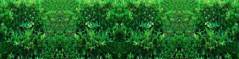 hoja planta verde color jardín antecedentes fondo de pantalla vacío blanco árbol natural primavera verano temporada hora foilage frescura ambiente textura diseño flora bosque modelo tropical hermosa lozano selva foto