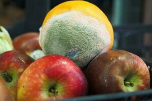 Gray Mold on orange fruit close up photo