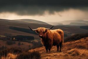 grande tierras altas vacas en un prado en parte superior de un colina hermosa dramático escenario. ai generado foto