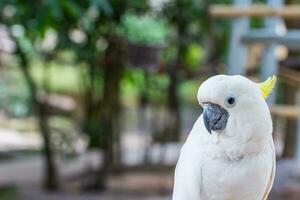 lovely yellow-crested Cockatoo photo