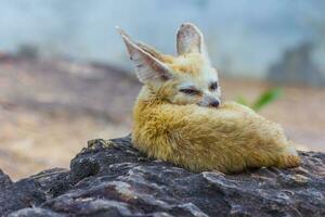 small fennec fox sleeping photo