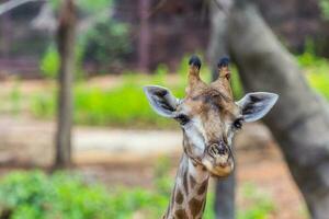 Face of Masai giraffe photo