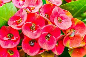 Crown of thorns flowers with water drop photo