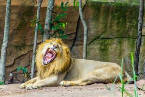 Big angry lion lying on the rock photo