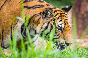 Side view head of  tiger photo