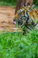 Tigre lengua camisa foto