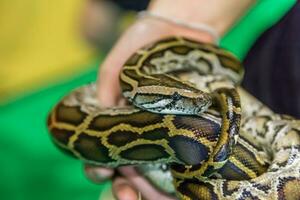 Royal Python snake creeping photo