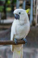 face of Yellow-crested Cockatoo photo