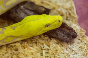 Close up head of Gold Python,Reticulated python photo