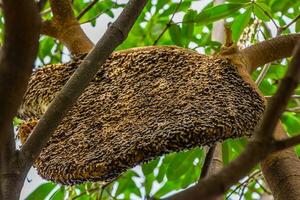 Big honeycomb on the tree photo