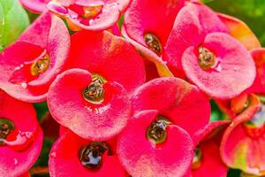 Close up Pink Crown of thorns flowers with water drop photo