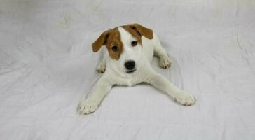 el Jack Russell perrito mentiras en un blanco camada y mira curiosamente dentro el cámara. foto