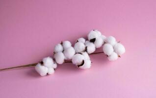 A branch with white fluffy cotton flowers on a pink background . Natural organic fiber, agriculture, cotton seeds, raw materials for fabric production photo