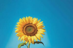 girasol en un azul fondo, ai foto