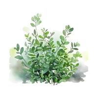 content, Illustration, hand drawn watercolor illustration of bush isolated on white background. White background, isolated object photo