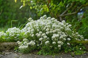 Flowers Iberis sempervirens Alexander s White photo