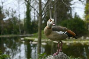 Egyptian goose in the park photo