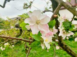 Pink blossoms of an apple tree photo
