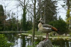 Goose sits on a rock in the park photo