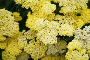 Yellow fern leaf yarrow Achillea filipendulina blooming in summer. Yarrow flowers background photo