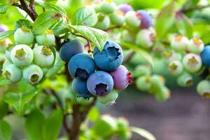 Northern blueberry or sweet hurts Vaccinium boreale cultivated at bio farm photo