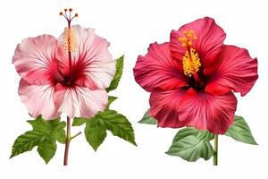 conjunto de hibisco flores aislado en un blanco antecedentes. ai generado foto