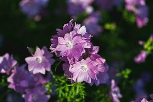 Musk Mallow Malva moschata rosea flowers in evening sunlight photo