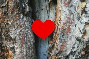 Red heart in old tree hollow, closeup photo