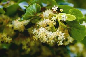 Lime blossom on tree, close up photo