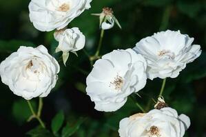 Spinnaker Amorina pure white garden roses bred by De Ruiter photo