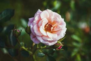 Pink rose blooming in country garden Absent Friends, Dickson photo