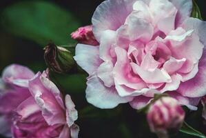 rosado jardín rosas en oscuro verde fondo, brezo Rosa flor de cerca foto