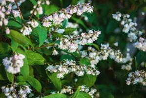 Deutzia scabra bush blossoming in the garden photo